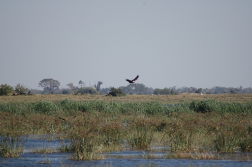 Fisheagle and water 3 